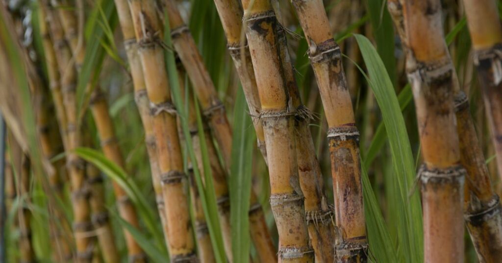 Understanding the World of Sugarcane Spirits