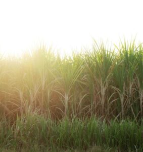 Understanding the World of Sugarcane Spirits