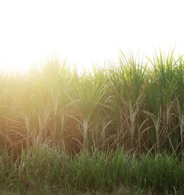 Understanding the World of Sugarcane Spirits