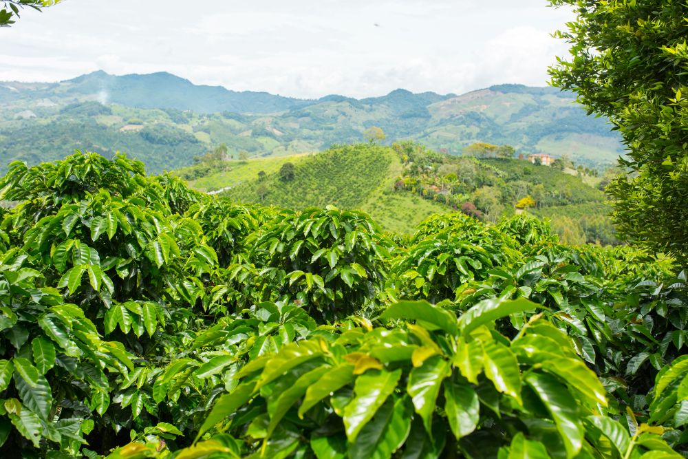 Coffee plantation in Antioquia